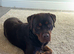 Red Rottweiler for stud