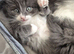 Ragdoll cross kittens