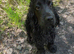 KC Cocker Spaniel for stud