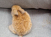 Last mini lop boy available for reserve