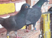 Black racing pigeons for sale