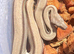 Fire motley double het RDR sharp