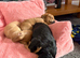 3 chaweenie pups