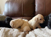 Labrador puppies