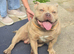 boy pocket bully for sale