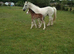 Cob x clydesdale filly