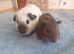 Gorgeous boys for sale