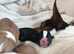 Jack-chi puppies