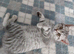Beautiful British Shorthair Silver/Blue female kitten