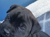 1 female cane corso girl left for sale last one