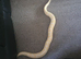 4 snakes 3 female 1 male