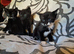Beautiful kittens