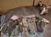 KC Registered French Bulldogs