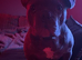 French bulldog needs a forever home