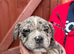 Stunning Pocket Bully Puppies | Rare & Exotic Colours | Beautiful Litter