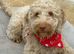 Beautiful young Cockapoo female seeking a loving home.