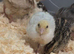 Male Coturnix qualis