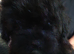Pomapoo F1b Puppies,Absolutely Beautiful. Very Rare