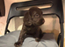 Working cooker spaniels