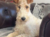 Wire Hired Fox Terrier puppies for sale