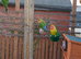 Job lot of lovebirds for sale.