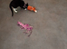 9 month female kitten