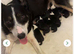 Cocker x collie pups