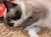 Ragdoll male