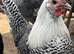 Point of Lay Pure breed female chickens