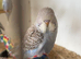 Baby budgies available