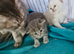 Beautiful British short haired cross kittens for sale