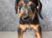 Bedlington x lakeland terrier