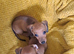 Miniature dachshund pra clear Stunning girls