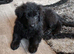 Stunning German Shepard puppy's