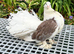 King Pigeons & Indian Fantails