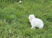 Rew lion lop
