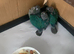 Baby hand reared conures for sale
