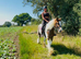 Missy 15&rdquo;2 cob mare