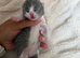 Exceptional quality British shorthair kittens