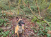 Belgian Malinois- Proven Stud Dog
