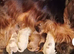 KC Registered Show Type Cocker Spaniel Puppies