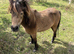 British spotted miniature horse mare