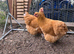 Pair of buff Orpington hens for sale
