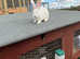 Pure Bred Authentic New Zealand White Rabbits