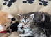 Pure Maine coons kittens