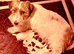Stunning RKC registered Jack Russell puppies