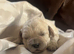 4 beautiful cavapoo