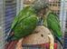 Stunning Baby Conure