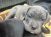 Cane Corso Puppies – 3 Females & 1Males