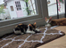 1 boy 1 girl kitten left 100 each